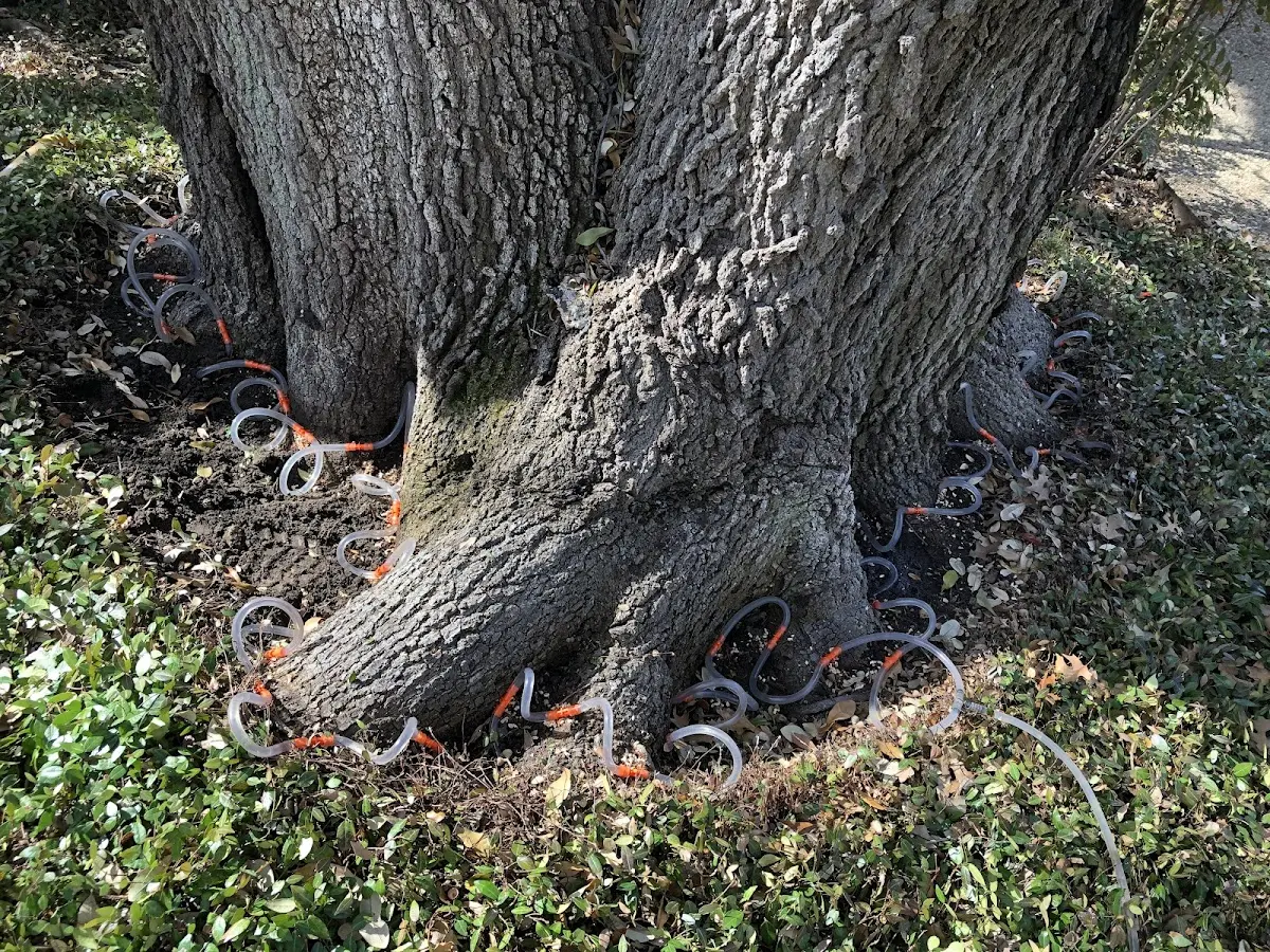 Detailed Shrub and Hedge Trimming job site in Gilcrest