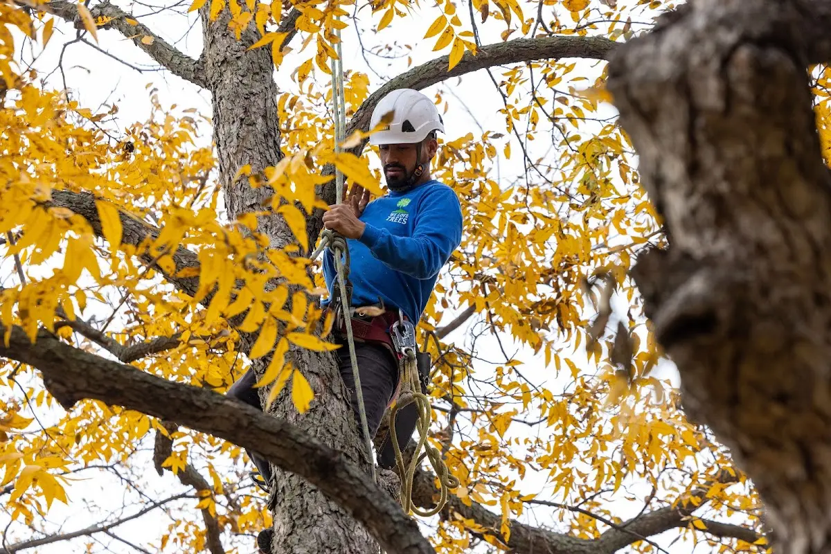 Skilled Tree Planting crew working in Gilcrest